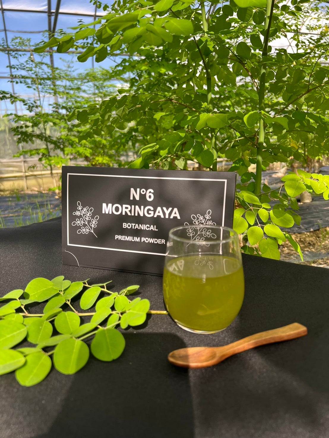 【MORINGAYA】N°6 MORINGAYA BOTANICAL